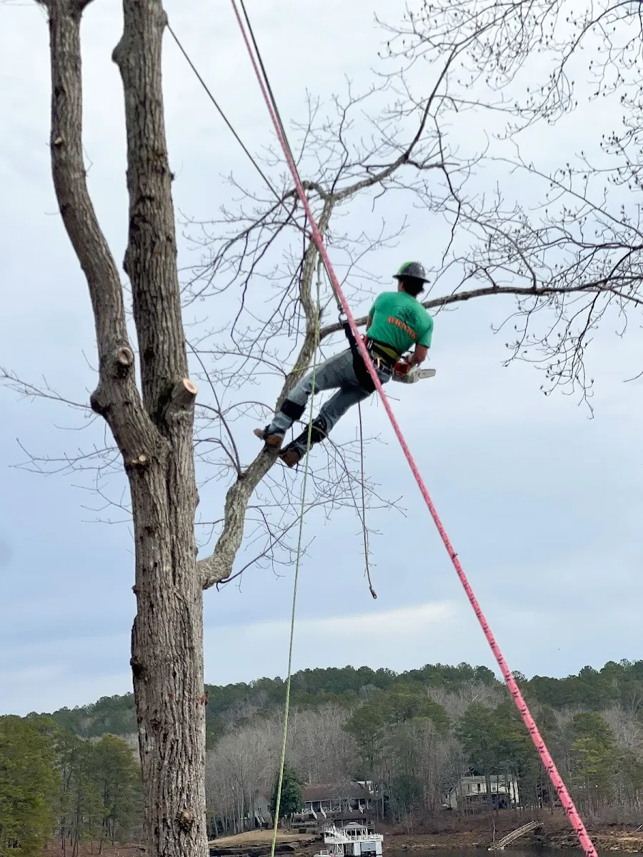 Brook Tree Service climber at work on a tree removal job in Cullman, AL