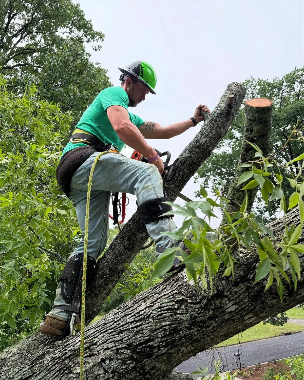 Arborist with chainsaw cutting large storm-damaged tree