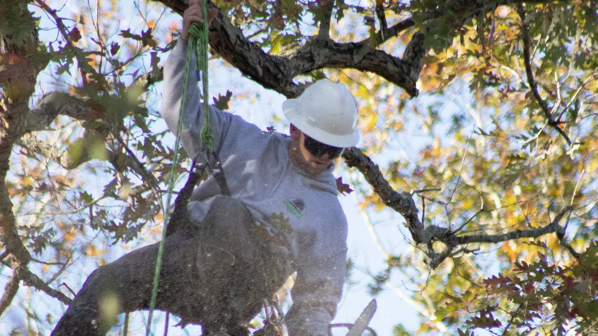 Jonny Brook climbing high in a tree with chainsaw, Brook Tree Service — Cullman, AL