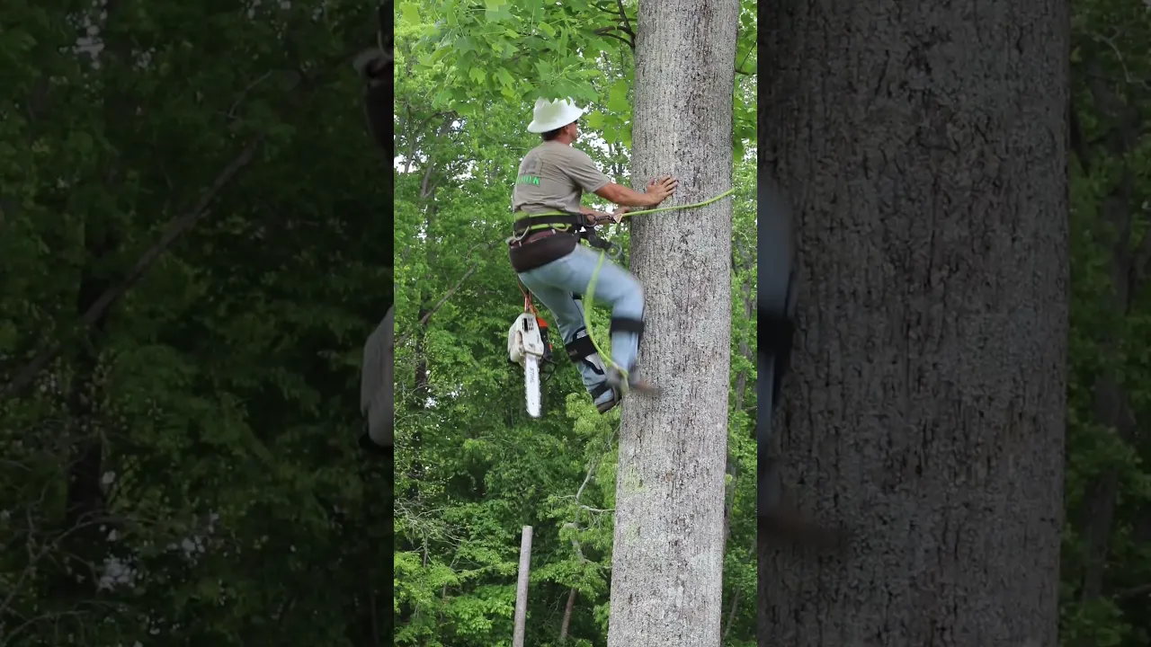 Lifting the crown on poplar trees in Cullman, AL